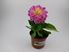 Foto de DALIA HORTENSIS M10,5/13