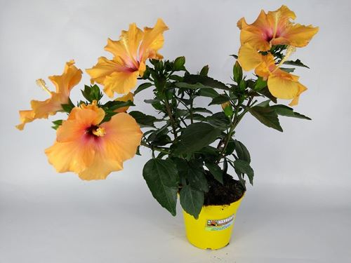 Foto de HIBISCUS ROSA SINENSIS M13 / M19