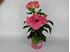 Foto de HIBISCUS ROSA SINENSIS M13 / M19