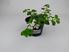 Foto de BACOPA / SUTERA M13