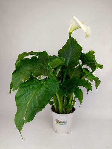 Foto de CALA BLANCA 14x14