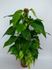 Foto de POTHOS TUTOR M17/M20