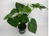 Foto de MONSTERA M14