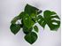 Foto de MONSTERA M14