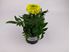 Foto de TAGETES ERECTA M10,5