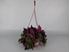 Foto de TRADESCANTIA ZEBRINA M13