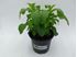 Foto de STEVIA  ECO(PLANTA DE AZUCAR) M10,5