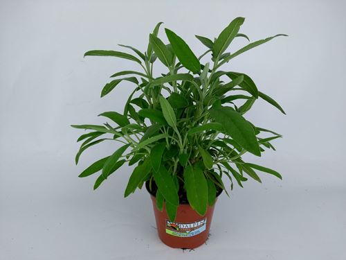 Foto de SALVIA OFFICINALIS M10,5-M13