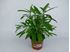 Foto de SALVIA OFFICINALIS M10,5-M13