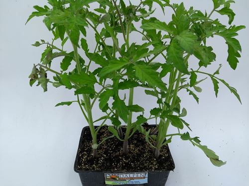 Foto de TOMATE NEGRO DE CRIMEA