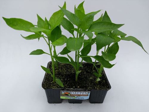 Foto de PIMIENTO DE PADRON DULCE (CELTA)
