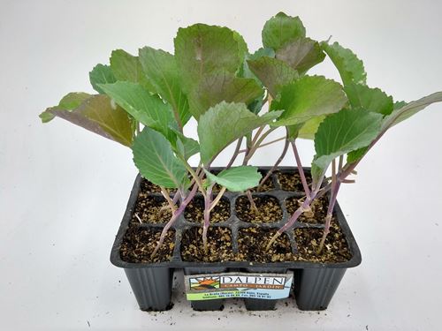 Foto de REPOLLO RIZADO / LISO / PICUDO