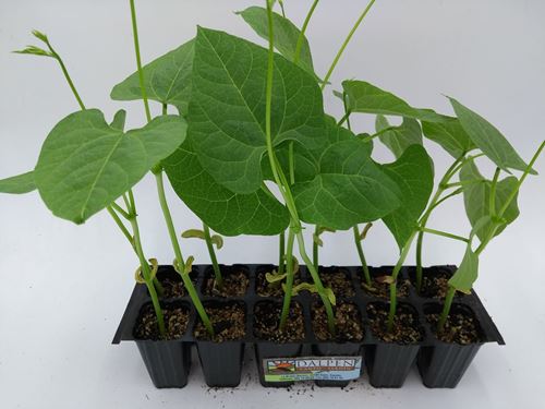 Foto de FREJOL VERDE / AMARILLO ALTO