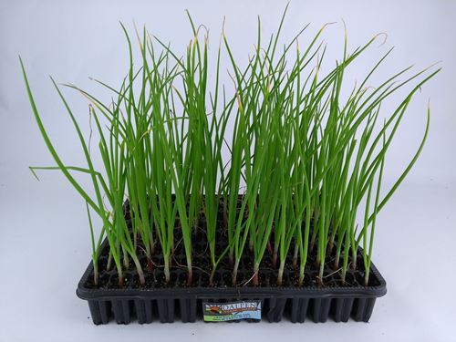 Foto de CEBOLLA ROJA 104UN / 20UN