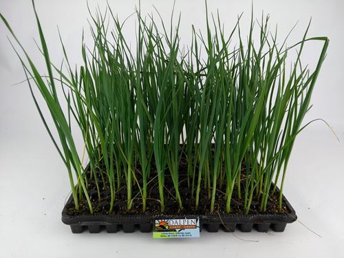 Foto de PUERRO 100UN / 20UN APROX.