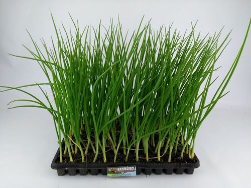 Foto de CEBOLLA 104UN / 20UN