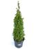 Foto de THUJA OCC.ESMERALDA M18/M23/10L/25L
