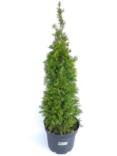 Foto de THUJA OCC.ESMERALDA M18/M23/10L