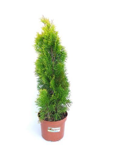 Foto de THUJA OCC.ESMERALDA GOLDEN M18