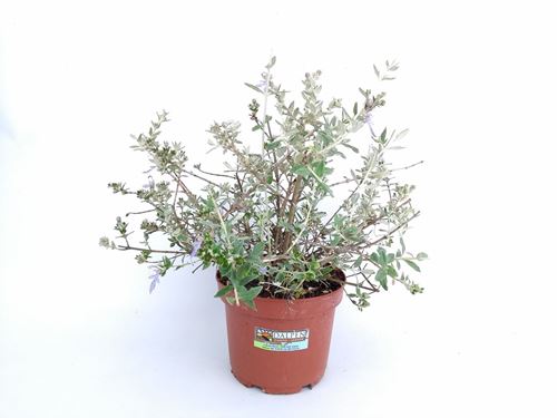 Foto de TEUCRIUM FRUTICANS M18