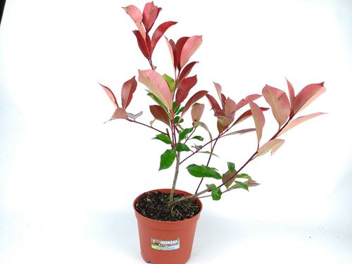 Foto de PHOTINIA  RED ROBIN 2,5L- 5L-15L/CARRE ROUGE
