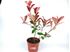 Foto de PHOTINIA  RED ROBIN 2,5L- 5L-15L/CARRE ROUGE