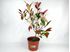 Foto de PHOTINIA  2,5L- 5L