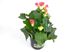 Foto de BEGONIA ELATIOR / HIEMALIS M12