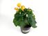 Foto de BEGONIA ELATIOR / HIEMALIS M12