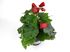 Foto de BEGONIA ELATIOR / HIEMALIS M12