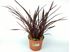 Foto de PHORMIUM M18