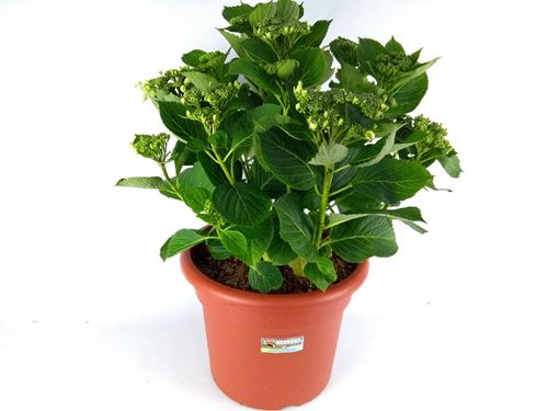 Foto de HORTENSIA PANICULATA 2,5L/7L