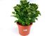 Foto de HORTENSIA PANICULATA 2,5L/7L