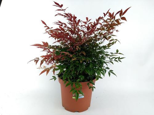 Foto de NANDINA OBSESSED 2,5/7L