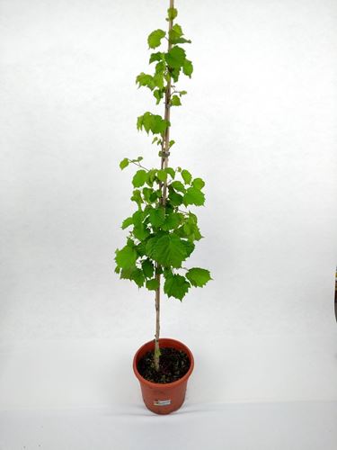 Foto de AVELLANO  10L