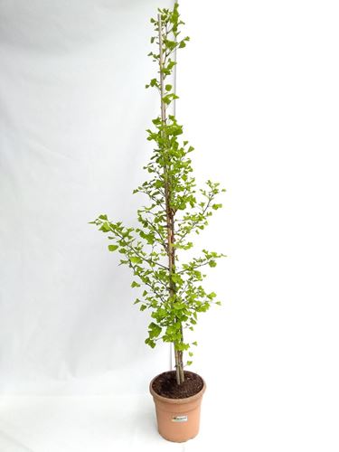 Foto de GINKGO BILOBA 5L/10L