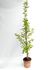 Foto de GINKGO BILOBA 5L/10L