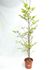 Foto de FAGUS SYLVATICA 5L