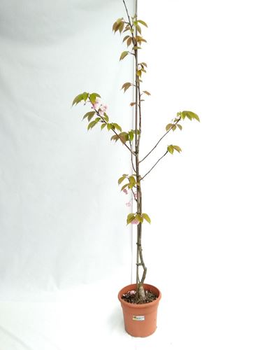 Foto de PRUNUS SERRULATA KANZAN 10L/5L