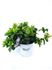 Foto de GARDENIA JASMINOIDES 3L/10L