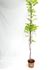 Foto de WISTERIA(GLICINIA) 5L/10L