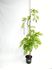 Foto de WISTERIA(GLICINIA) M15/5L/10L