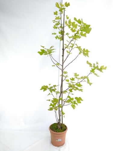 Foto de LIRIODENDRON TULIPIFERA  5L/10L