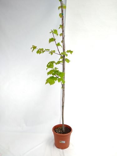 Foto de TILOS(TILIA) 10L