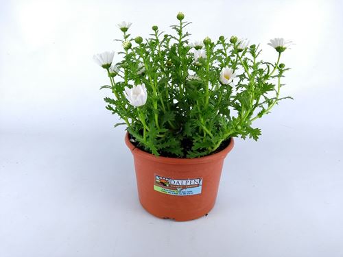 Foto de LEUCANTHEMUM PALUDOSUM M10,5-M13