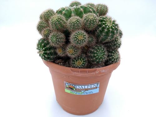 Foto de CACTUS M17