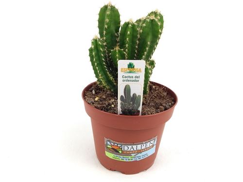 Foto de CACTUS DE ORDENADOR 