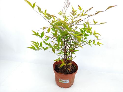 Foto de NANDINA DOMESTICA 2,5L