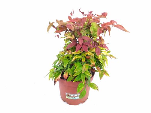 Foto de NANDINA FIRE POWER M18 / 7L