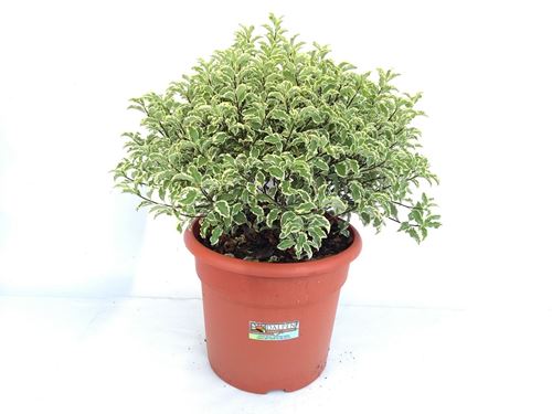 Foto de PITTOSPORUM VARIEGATA  2,5L/7,5L